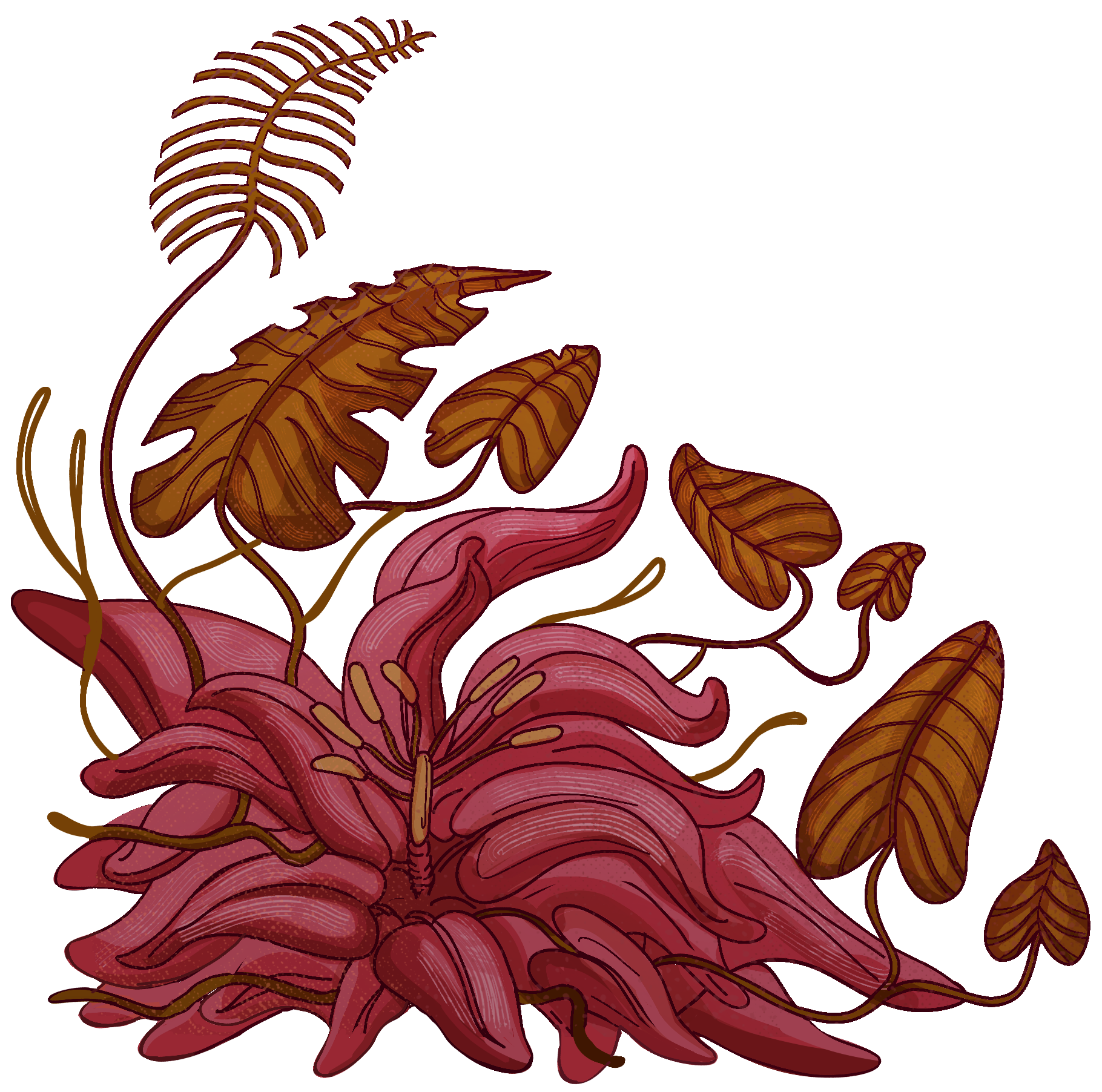 Pink, multi-petal flower with curling petals and brown dried leaves on a black background.